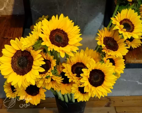 گل فلورانس همدان